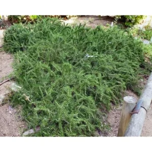 Set 4 Trailing Rosemary Live Plants - 4 to 6 Inches - Hardy & Fragrant