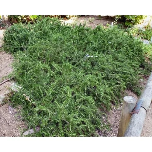 Set 4 Trailing Rosemary Live Plants - 4 to 6 Inches - Hardy & Fragrant