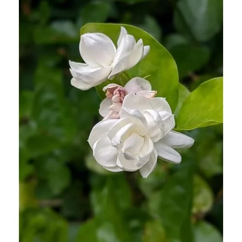 Set of 2 Double Star Jasmine Plants 4-6 Inch White Blooming Jasmine Bush - Jasmine Belle of India