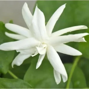 Set of 2 Double Star Jasmine Plants 4-6 Inch White Blooming Jasmine Bush - Jasmine Belle of India
