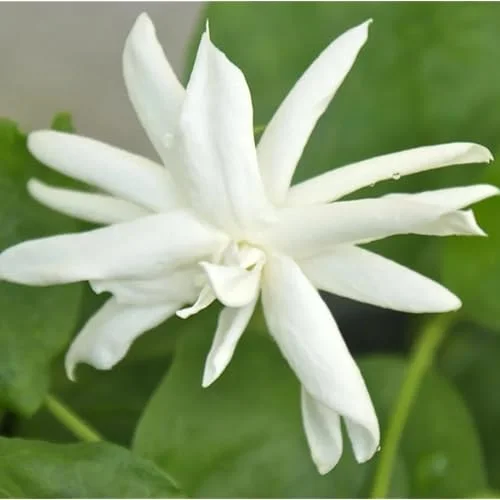 Set of 2 Double Star Jasmine Plants 4-6 Inch White Blooming Jasmine Bush - Jasmine Belle of India