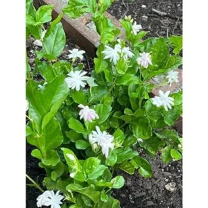 Set of 2 Double Star Jasmine Plants 4-6 Inch White Blooming Jasmine Bush - Jasmine Belle of India