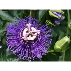 Set of 2 Purple Passion Flower Plant Seedlings Passiflora Inspiration Plants 4-6 Inch – Fast Growing Vine