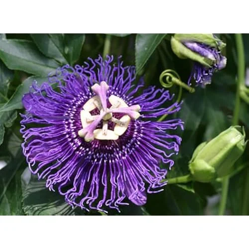 Set of 2 Purple Passion Flower Plant Seedlings Passiflora Inspiration Plants 4-6 Inch – Fast Growing Vine