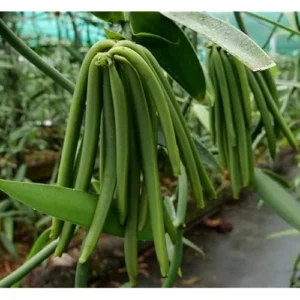 Set of 2 Vanilla Bean Orchid Plants - 3-5