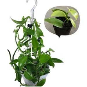 Set of 2 Vanilla Bean Orchid Plants - 3-5