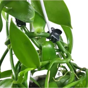 Set of 2 Vanilla Bean Orchid Plants - 3-5
