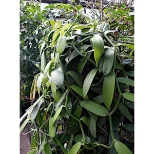 Set of 2 Vanilla Bean Orchid Plants - 3-5