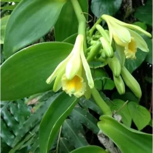 Set of 2 Vanilla Bean Orchid Plants - 3-5