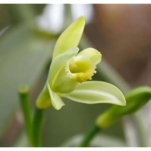 Set of 2 Vanilla Bean Orchid Plants - 3-5" Tall - Vanilla Planifolia