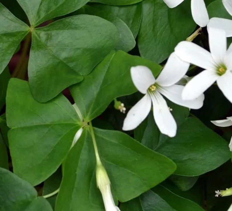 Shamrock Plant - 4" Pot - Green - Flowering Indoor Plant