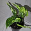 Shangri La Pothos Variegated Live Plant 4" Pot – Easy Care & Climbing