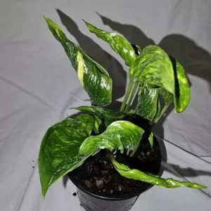 Shangri La Pothos Variegated Live Plant 4" Pot – Easy Care & Climbing