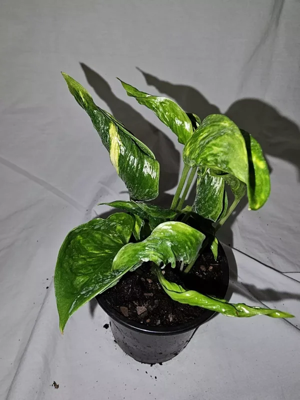 Shangri La Pothos Variegated Live Plant 4" Pot – Easy Care & Climbing