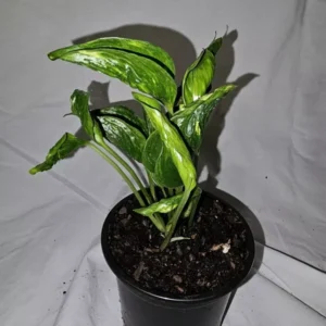 Shangri La Pothos Variegated Live Plant 4" Pot – Easy Care & Climbing