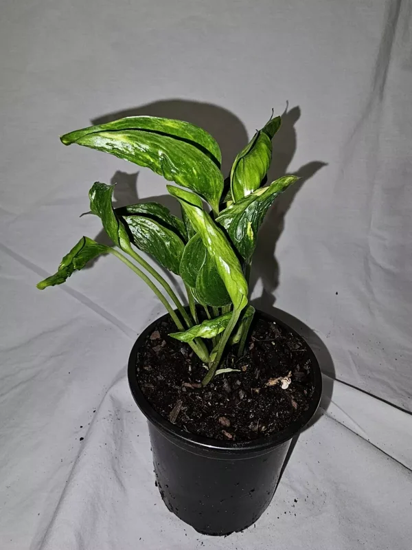 Shangri La Pothos Variegated Live Plant 4" Pot – Easy Care & Climbing