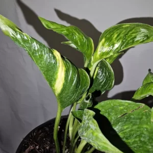 Shangri La Pothos Variegated Live Plant 4