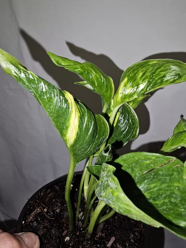 Shangri La Pothos Variegated Live Plant 4" Pot – Easy Care & Climbing