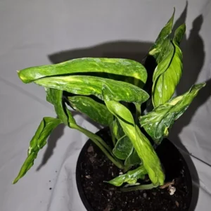 Shangri La Pothos Variegated Live Plant 4
