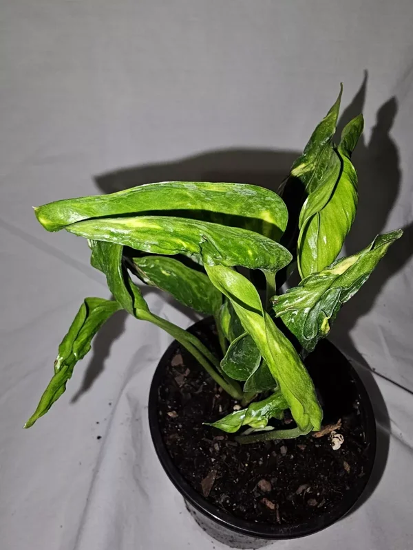 Shangri La Pothos Variegated Live Plant 4" Pot – Easy Care & Climbing