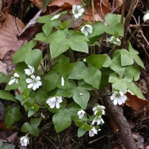 Sharped-Lobed Hepatica - Bare Root Wildflower - Early Spring Bloomer