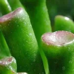 Shrek's Ear Jade Plant - Crassula Succulent in 2.5" Pot for Terrarium & Indoor Use