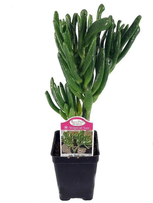 Shrek's Ear Jade Plant - Crassula Succulent in 2.5" Pot for Terrarium & Indoor Use