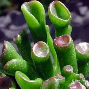 Shrek's Ear Jade Plant - Crassula Succulent in 2.5