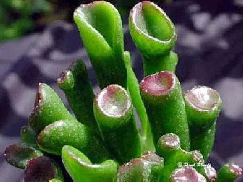 Shrek's Ear Jade Plant - Crassula Succulent in 2.5" Pot for Terrarium & Indoor Use