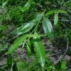 Silky Willow Tree 2 Bare-root - 12-18 Inch Tall - Salix Sericea Ornamental Shrub - Green and Silvery Foliage