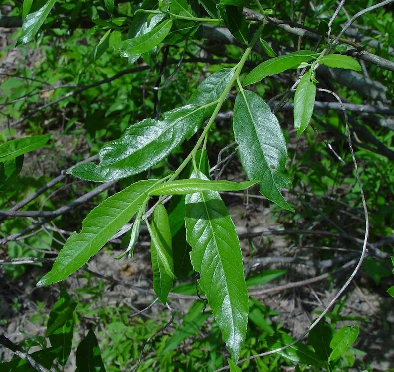 Silky Willow Tree 2 Bare-root - 12-18 Inch Tall - Salix Sericea Ornamental Shrub - Green and Silvery Foliage