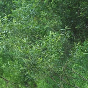 Silky Willow Tree 2 Bare-root - 12-18 Inch Tall - Salix Sericea Ornamental Shrub - Green and Silvery Foliage