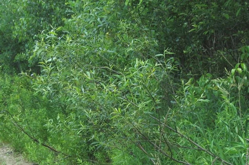 Silky Willow Tree 2 Bare-root - 12-18 Inch Tall - Salix Sericea Ornamental Shrub - Green and Silvery Foliage