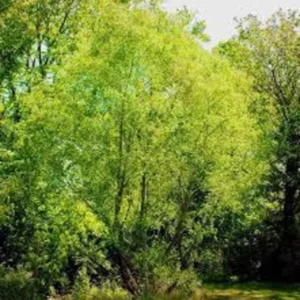 Silky Willow Tree 2 Bare-root - 12-18 Inch Tall - Salix Sericea Ornamental Shrub - Green and Silvery Foliage