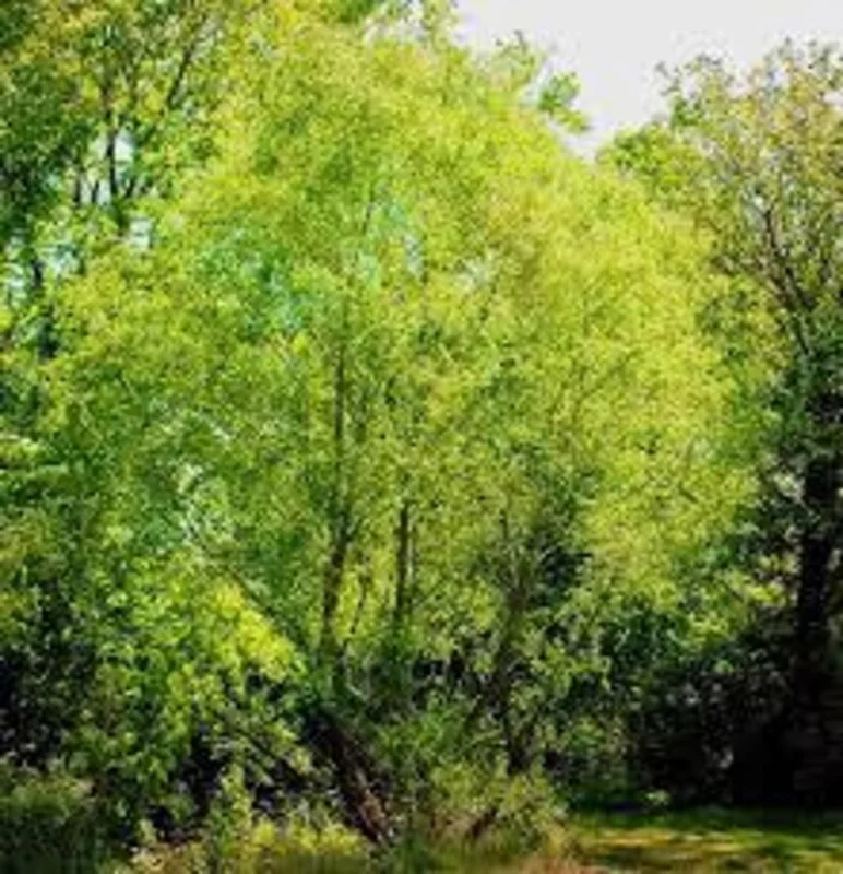 Silky Willow Tree 2 Bare-root - 12-18 Inch Tall - Salix Sericea Ornamental Shrub - Green and Silvery Foliage