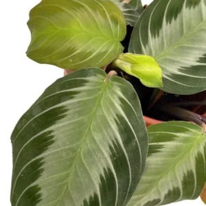 Silver Band Prayer Plant - Maranta leuconeura - 4