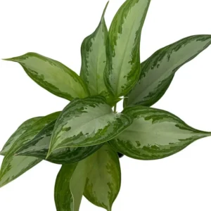 Silver Bay Aglaonema Plant - 4