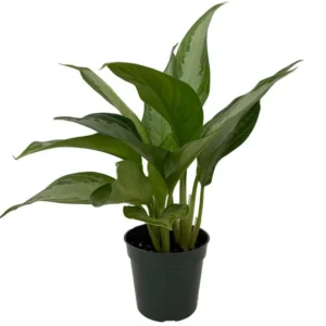 Silver Bay Aglaonema Plant - 4