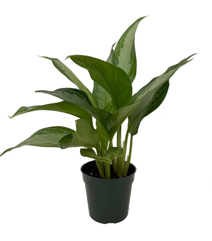Silver Bay Aglaonema Plant - 4" Pot - Low Light Indoor Chinese Evergreen