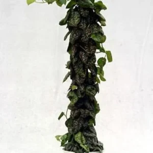 Silver Cloud Philodendron – Indoor Easy-Care Plant Set of 2 – 3