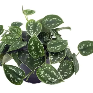 Silver Cloud Philodendron – Indoor Easy-Care Plant Set of 2 – 3