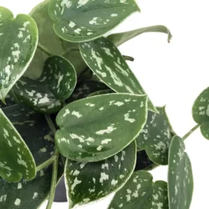 Silver Cloud Philodendron – Indoor Easy-Care Plant Set of 2 – 3