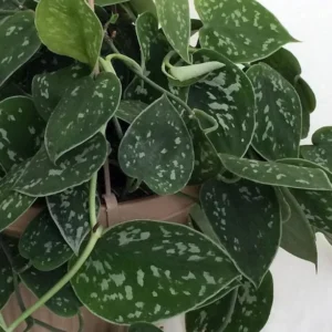 Silver Cloud Philodendron – Indoor Easy-Care Plant Set of 2 – 3