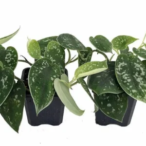 Silver Cloud Philodendron – Indoor Easy-Care Plant Set of 2 – 3