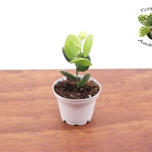 Silver Dollar Vine Plant - 2 Inch Potted Indoor Vine