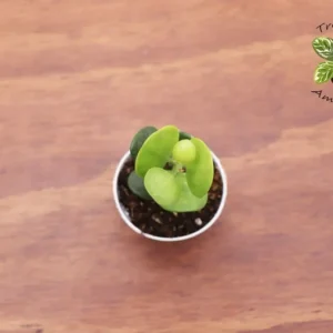 Silver Dollar Vine Plant - 2 Inch Potted Indoor Vine