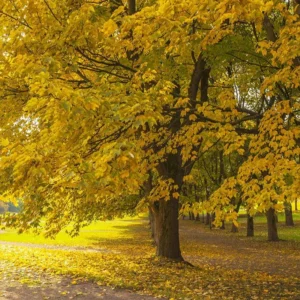 Silver Maple Tree Acer Saccharinum 2 Bare-root 6-12 Inch Tall - Fast-Growing Shade Tree