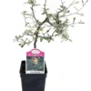 Silver Needle Ghost Tree - Corokia Plant in 2.5" Pot - Fairy Garden & Indoor House Plant