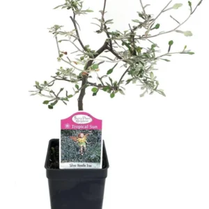 Silver Needle Ghost Tree - Corokia Plant in 2.5