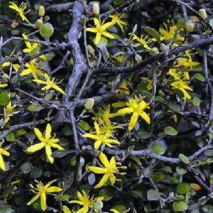 Silver Needle Ghost Tree - Corokia Plant in 2.5